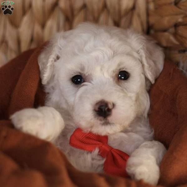 Bobby, Bichon Frise Puppy